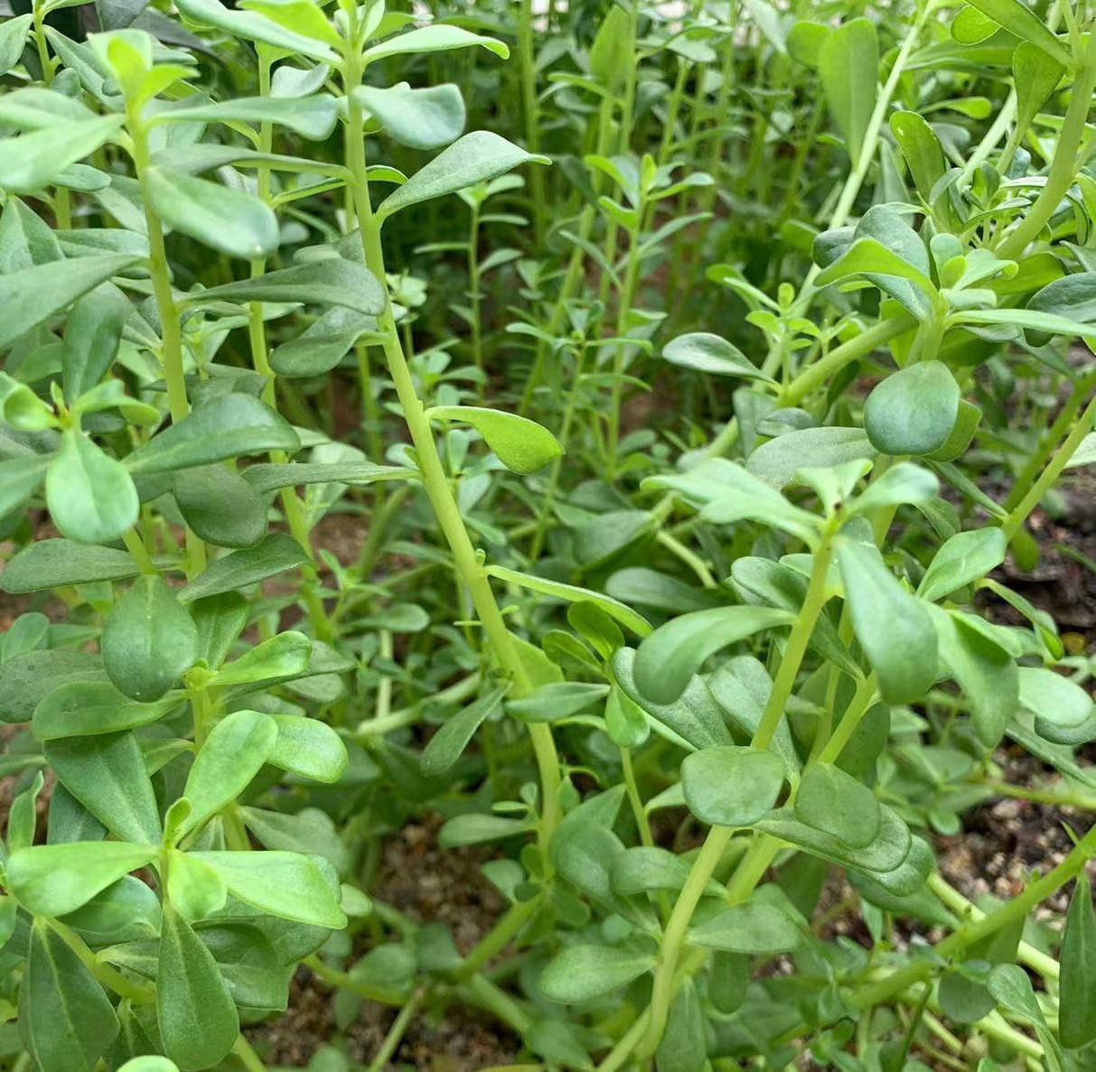 马齿菜