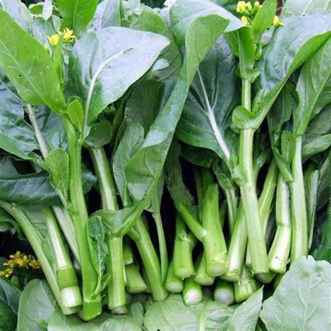 油菜心