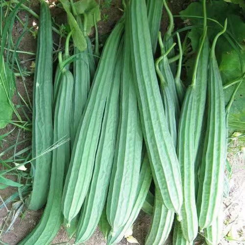 角瓜（长丝瓜）