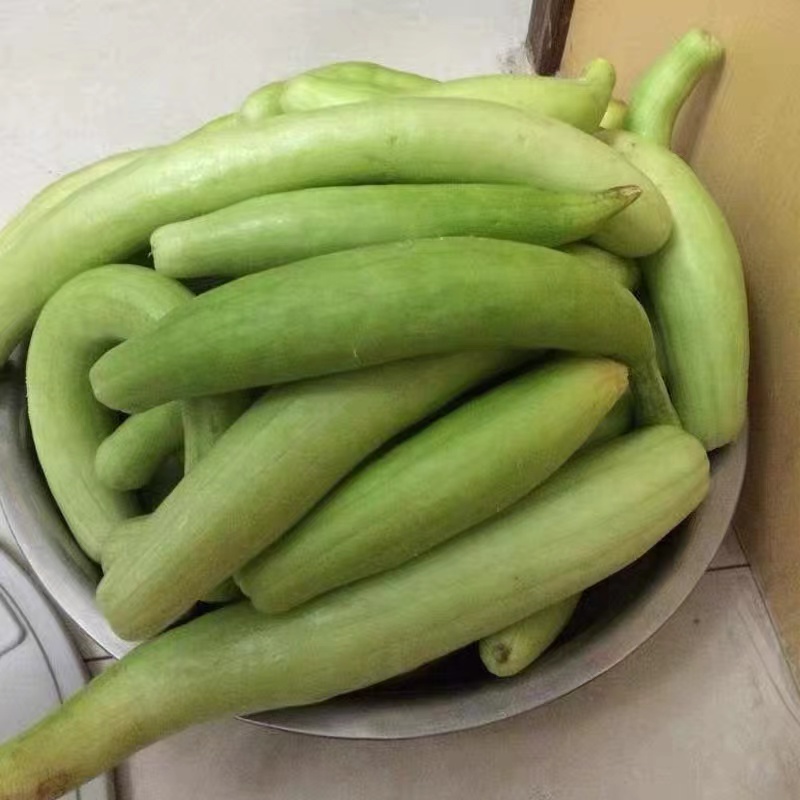 青龙瓜